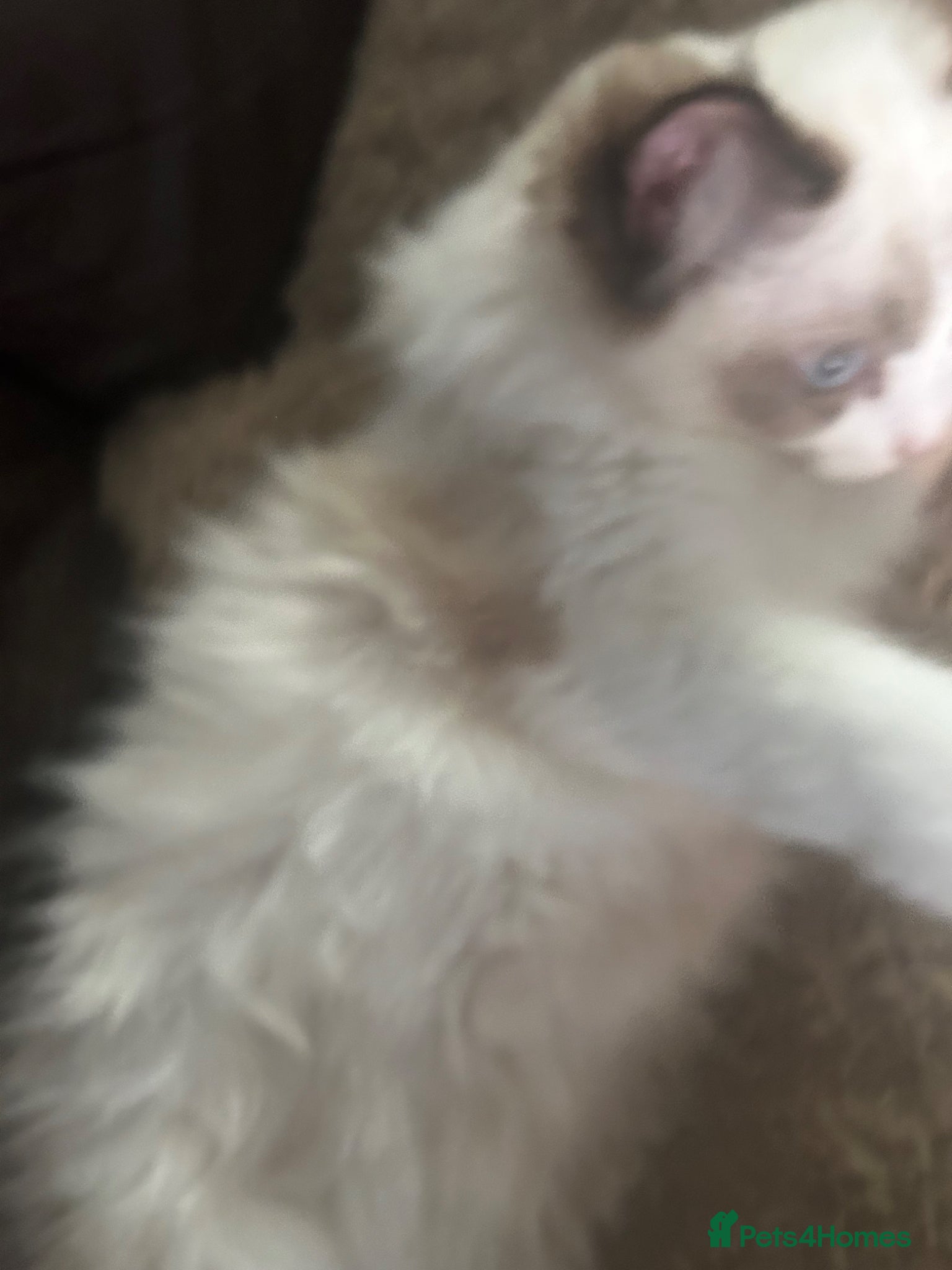 Ragdoll cats for sale: RAGDOLL Cross Kitten  - Advert 9