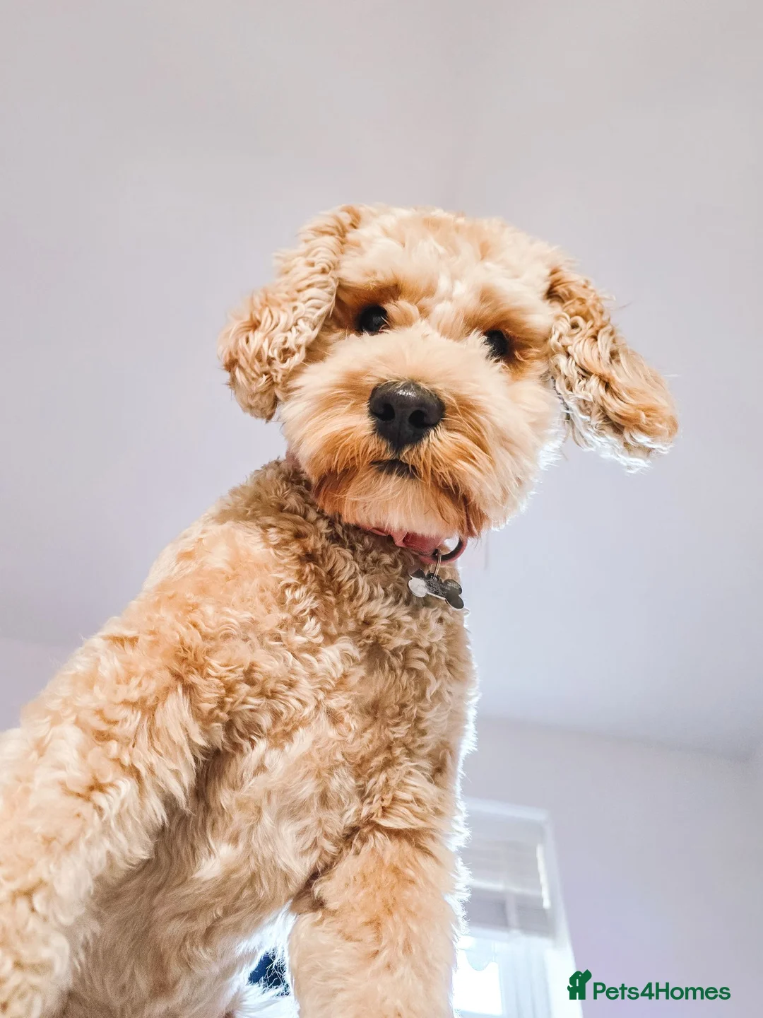 Cavapoochon dogs for sale: Cavapoochon Female – Looking for Forever Home - Advert 2