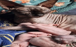 Sphynx cats for sale: Lovely purebreed Canadian Sphynx kittens - Image 3