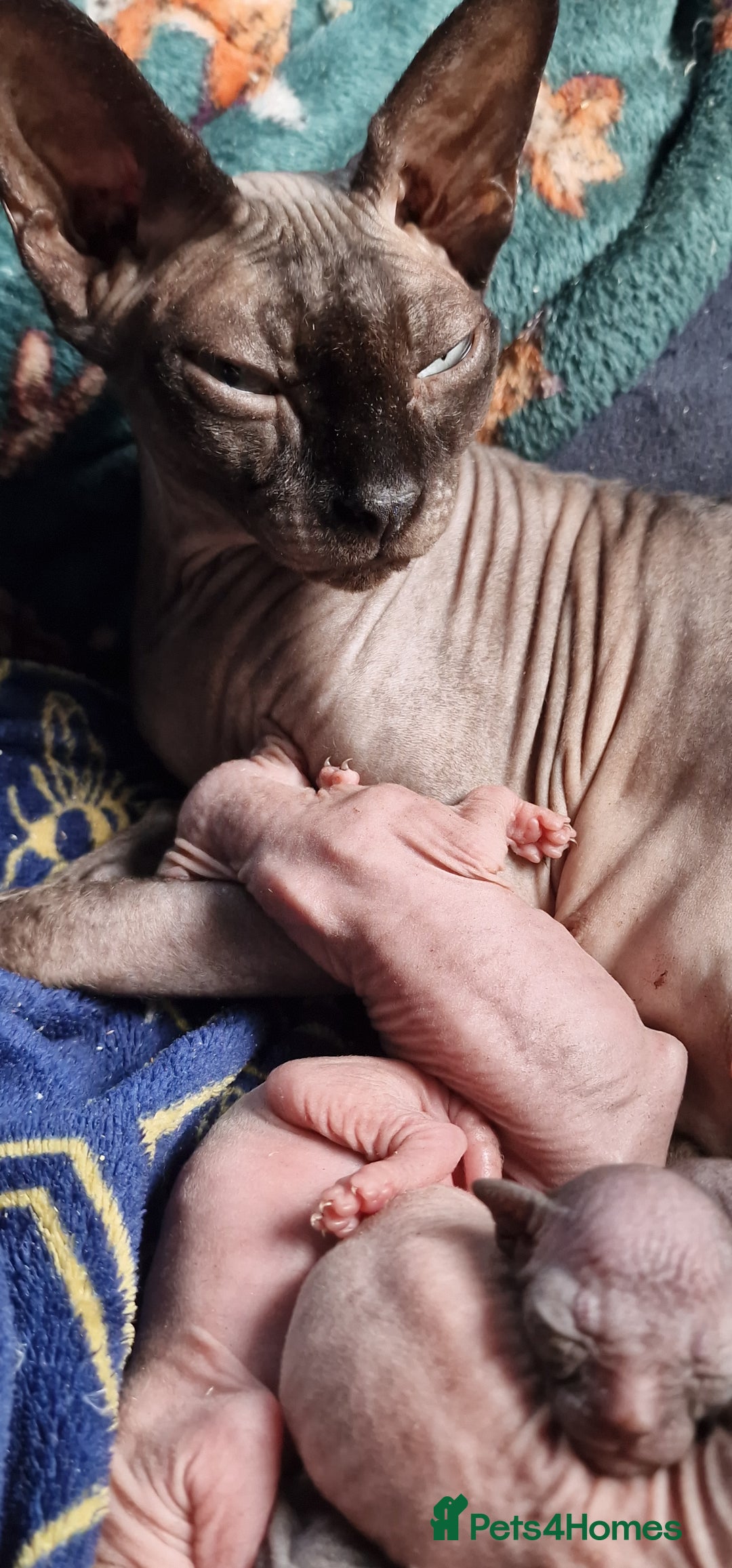 Sphynx cats for sale: Lovely purebreed Canadian Sphynx kittens - Image 3