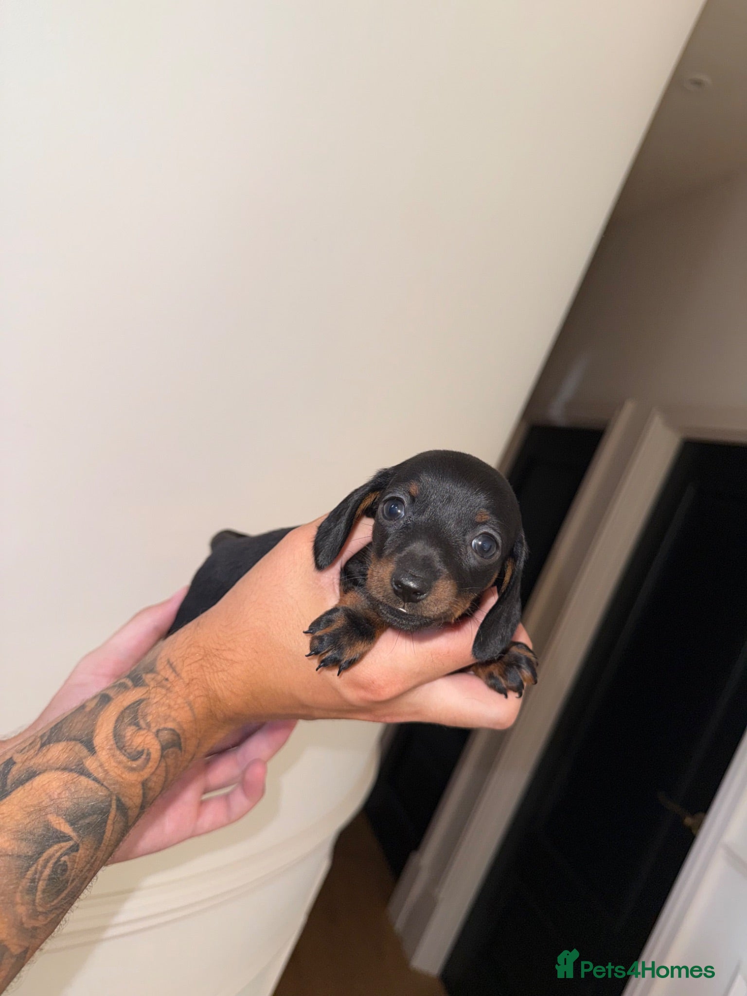 Miniature Dachshund dogs Kc Miniature daschund puppies - Advert 2