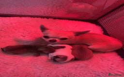 Chihuahua dogs for sale: *Parti Crufts Qualified Champion sired* in Cambridge - Image 15