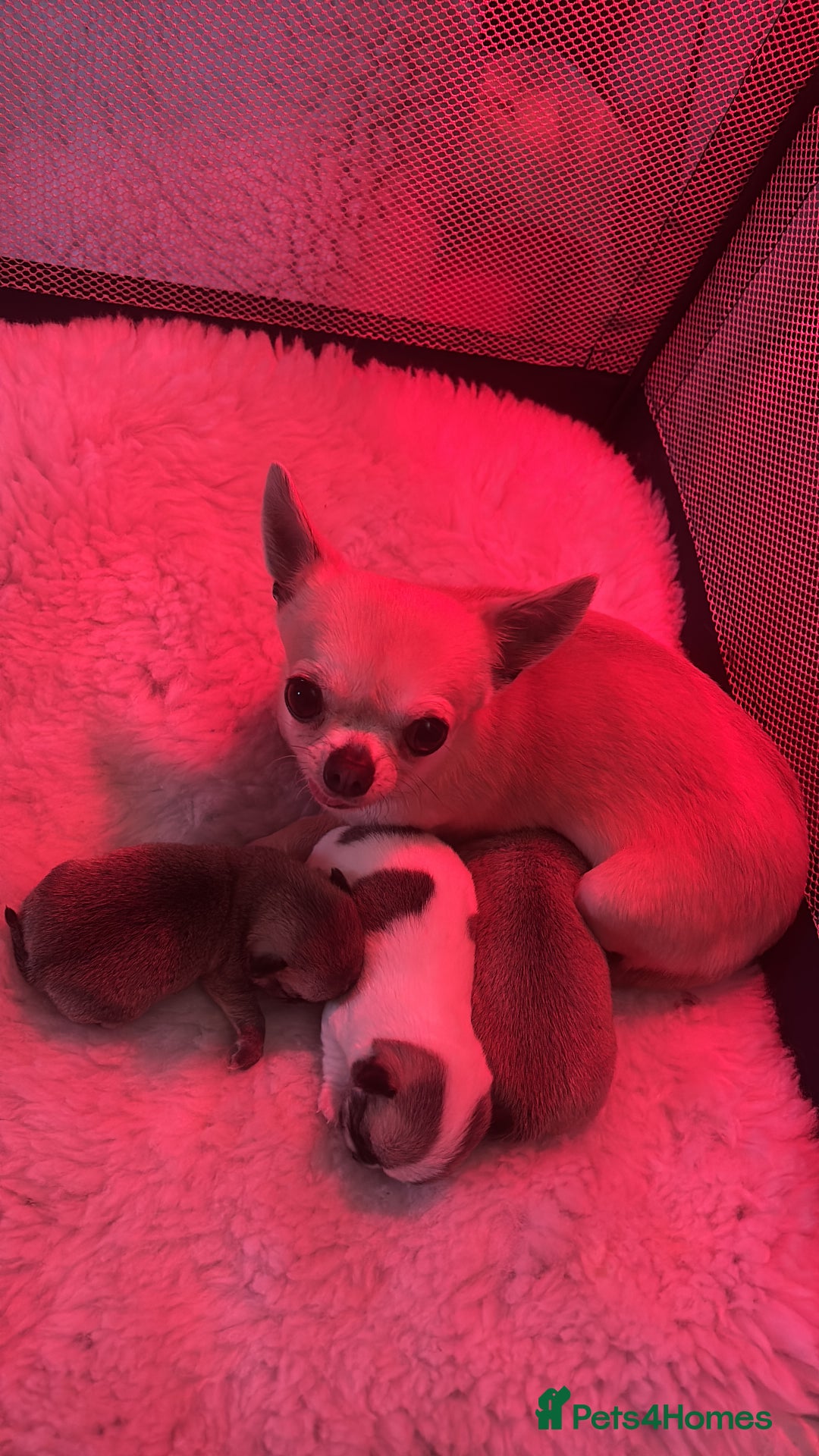 Chihuahua dogs for sale: *Parti Crufts Qualified Champion sired* in Cambridge - Image 15