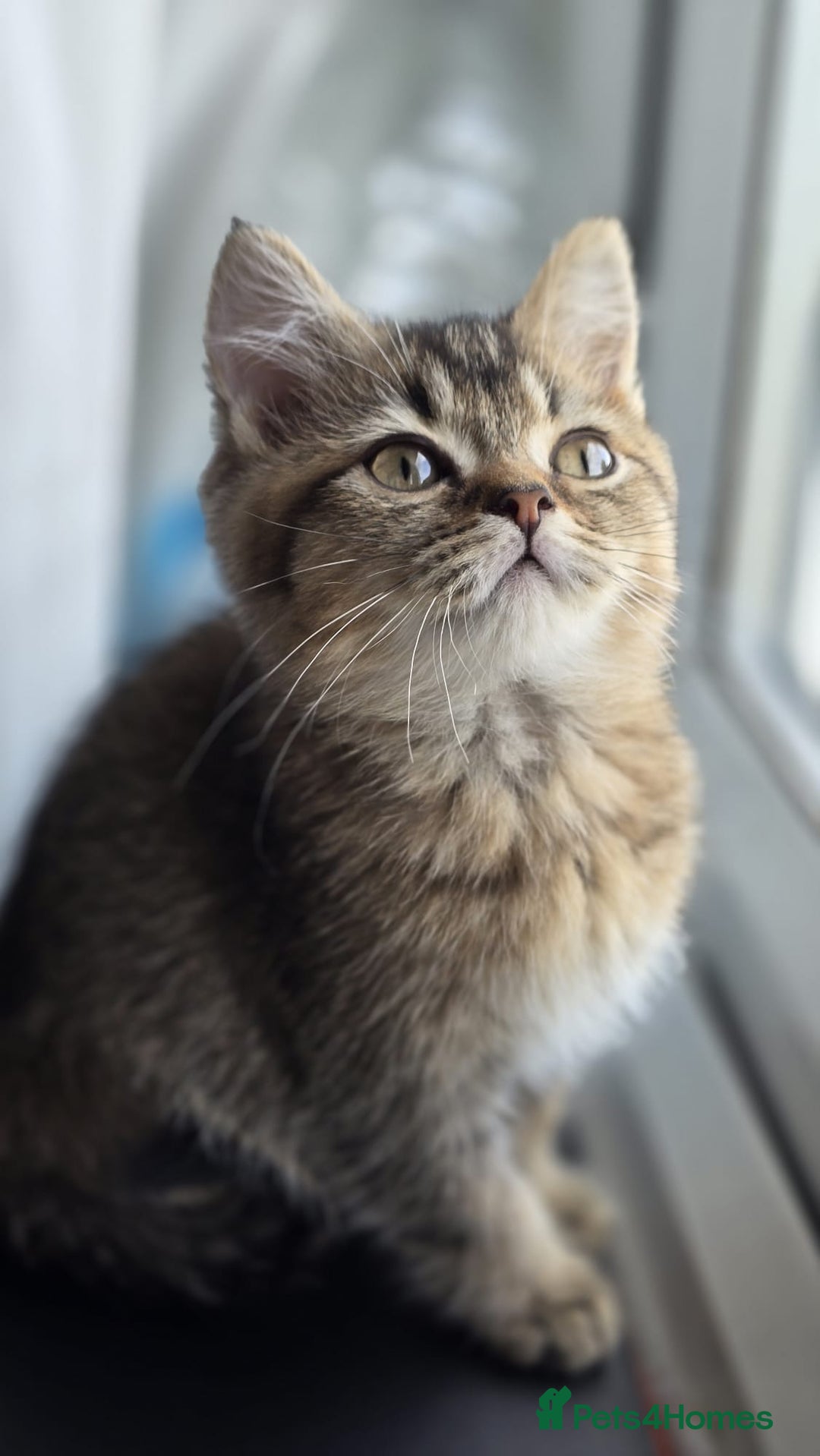 British Shorthair cats for sale: 3 Beautiful kittens available - Advert 6