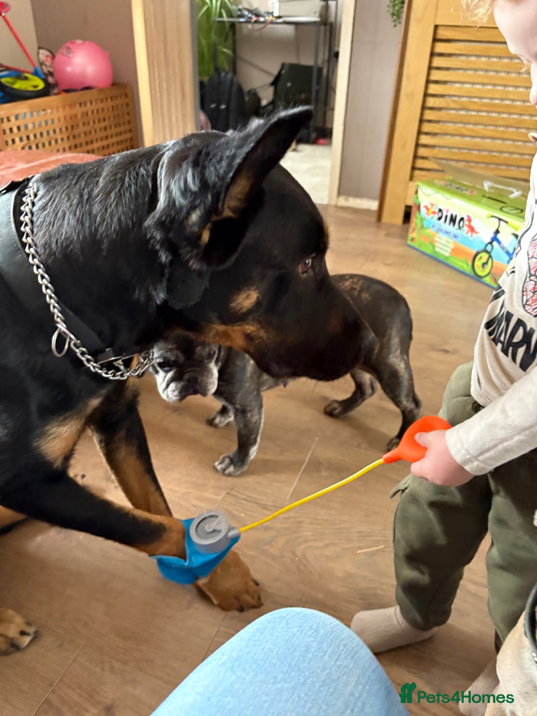 Mixed Breed dogs for sale: Dutch/german Shepard  - Image 8