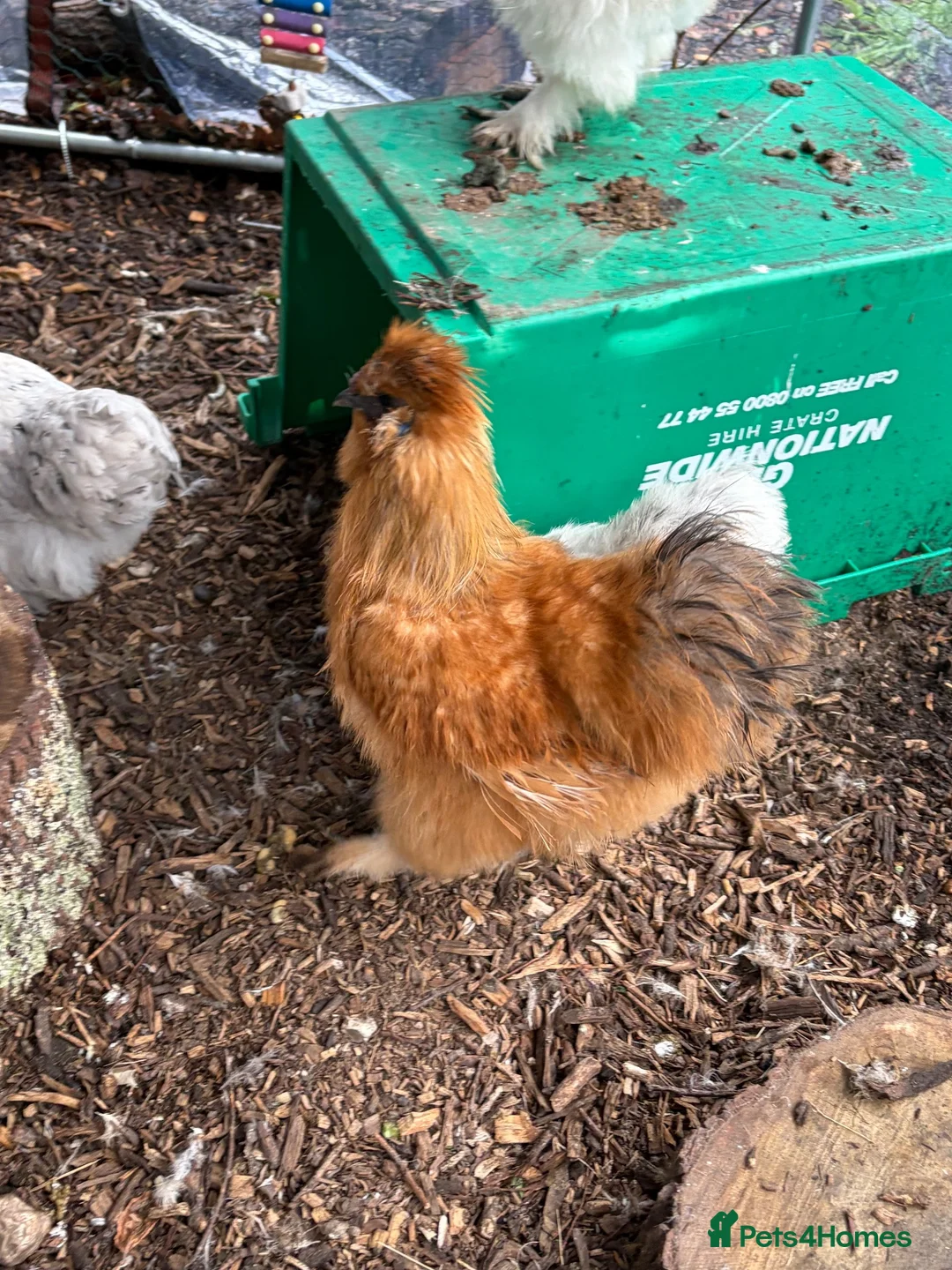 Chickens poultry for sale: Cockerels for sale  in Ringwood - Advert 1