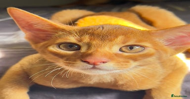 Abyssinian cats 1 sorrel Abyssinian Kitten left , Champion Line  - Advert 6