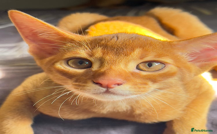 Abyssinian cats - Advert 1