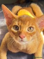 Abyssinian cats 1 sorrel Abyssinian Kitten left , Champion Line - Advert 6