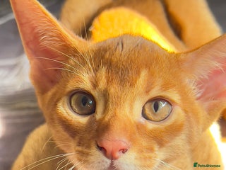 Abyssinian cats - Advert 2