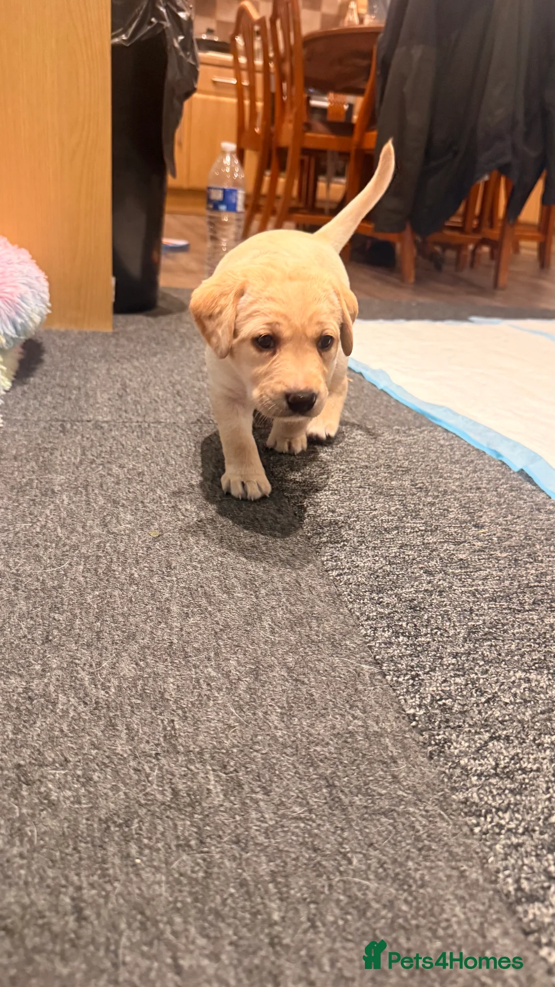 Labrador Retriever dogs for sale: 🐾💛 Looking for their forever family… 💛🐾 - Advert 10