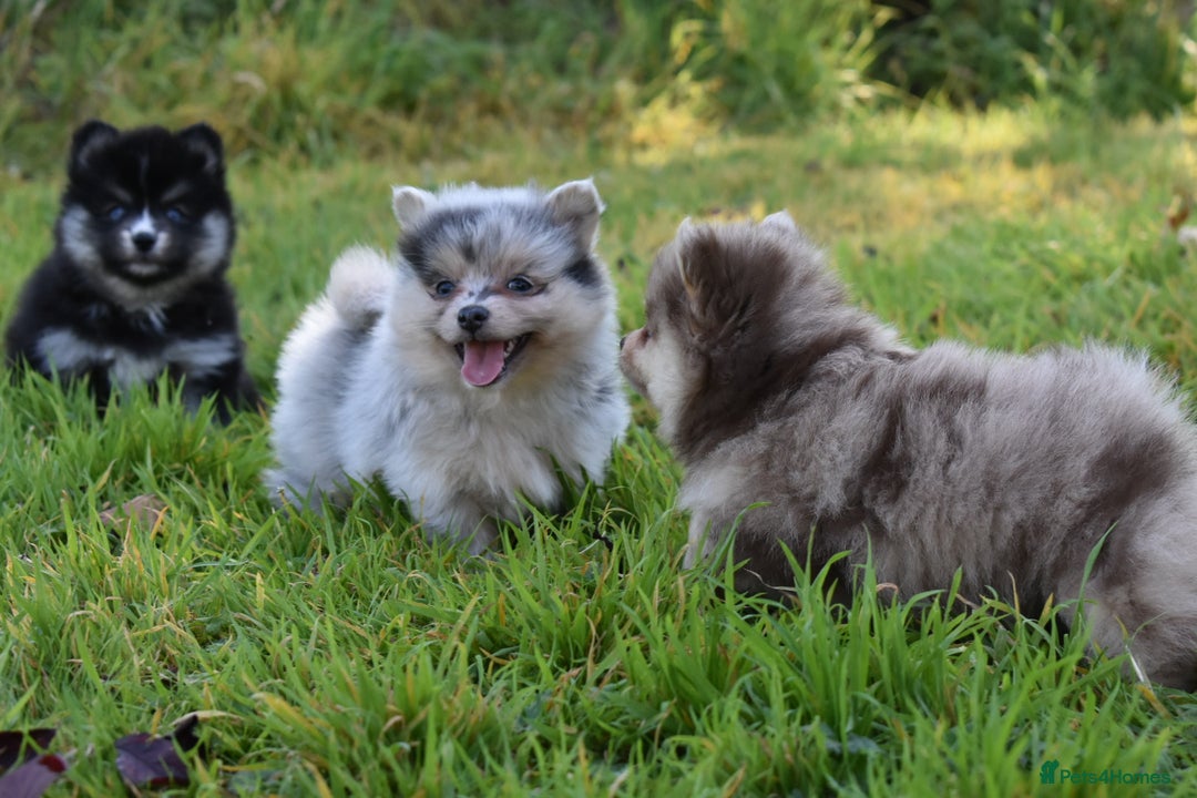 Pomsky dogs for sale: Merle Genuine Toy Size  Pomsky Puppies - Image 15