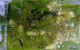 Live Bearers fish for sale: Live bearers looking for a home - Image 2