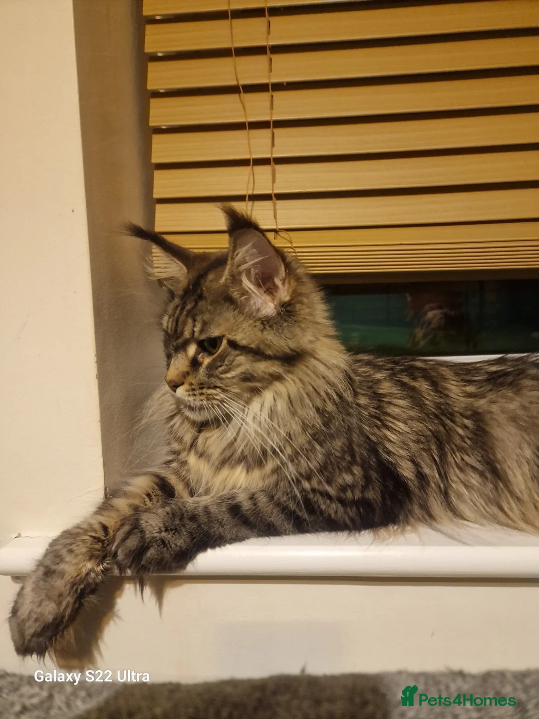 Maine Coon cats for sale: Licensed breeder-maine coon kittens - Advert 1