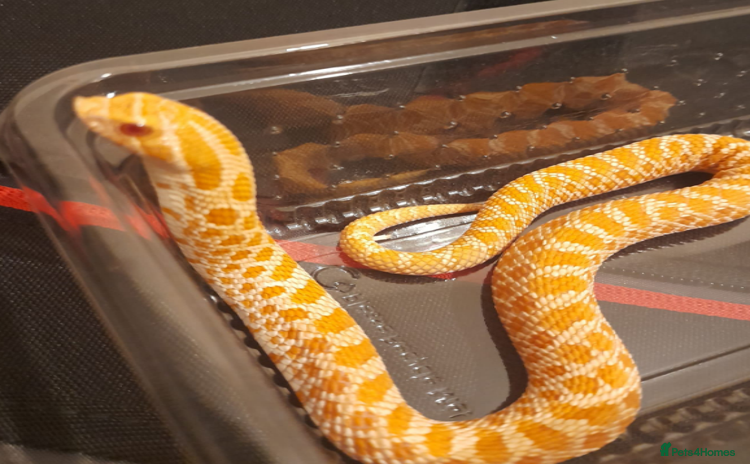 Python Snake reptiles - Advert 1