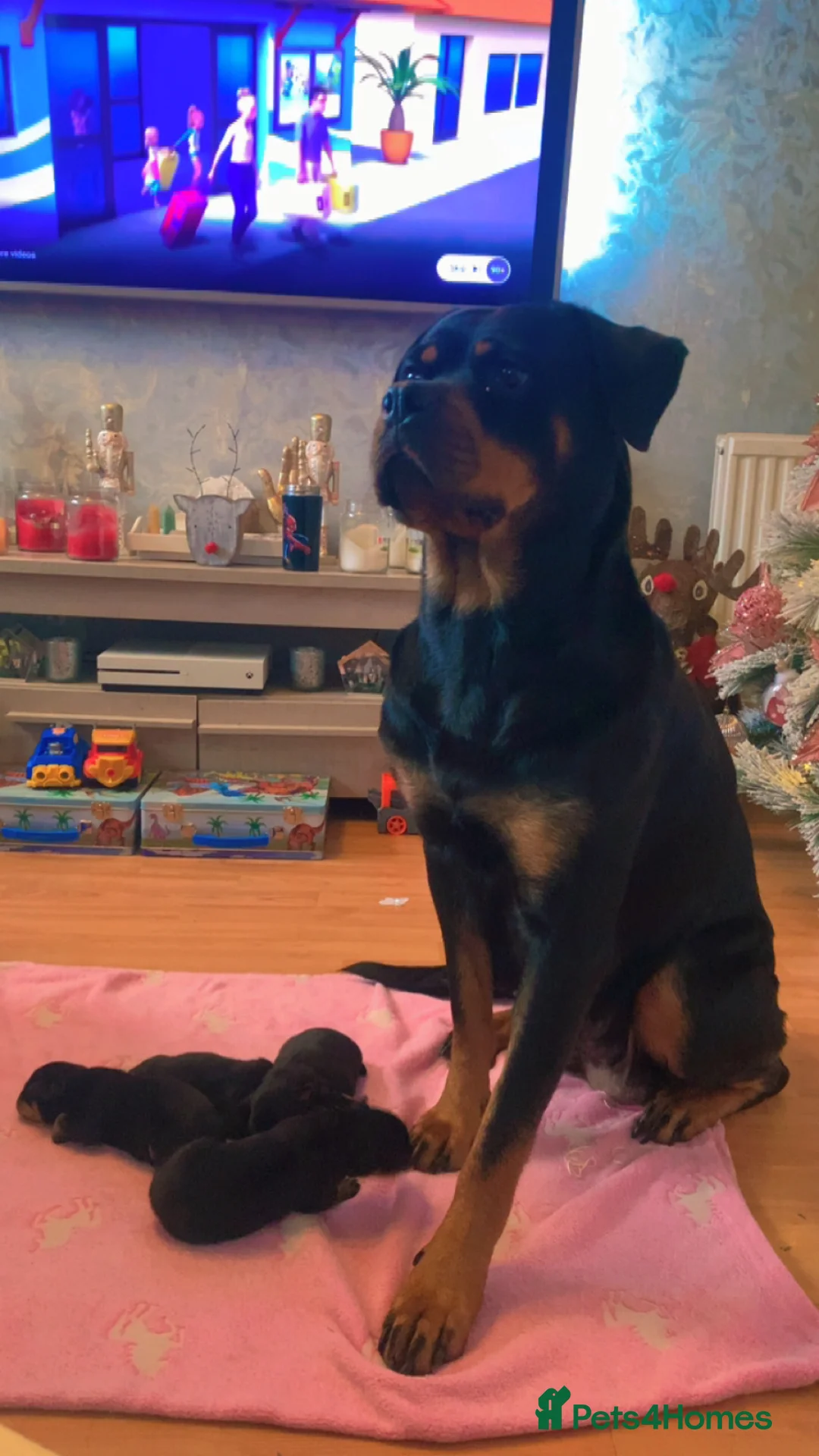 Rottweiler dogs for sale: Female ready to leave 23rd February  - Advert 9