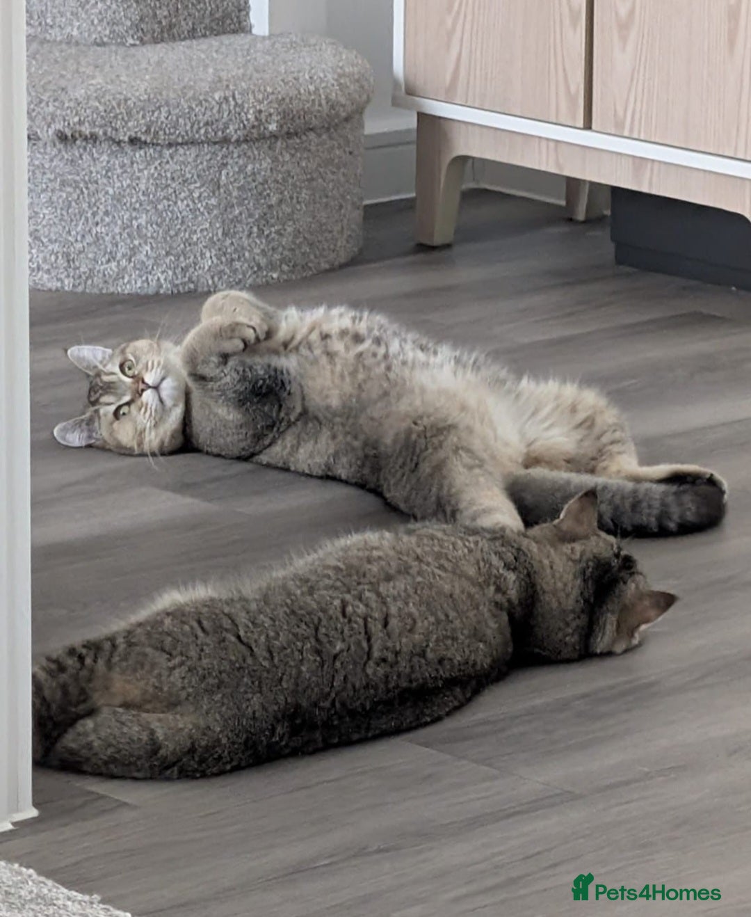 British Shorthair cats for sale: 2 x male BSH brothers - Image 2