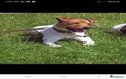 Jack Russell dogs for sale: Stunning true to type jackrussell  - Image 7