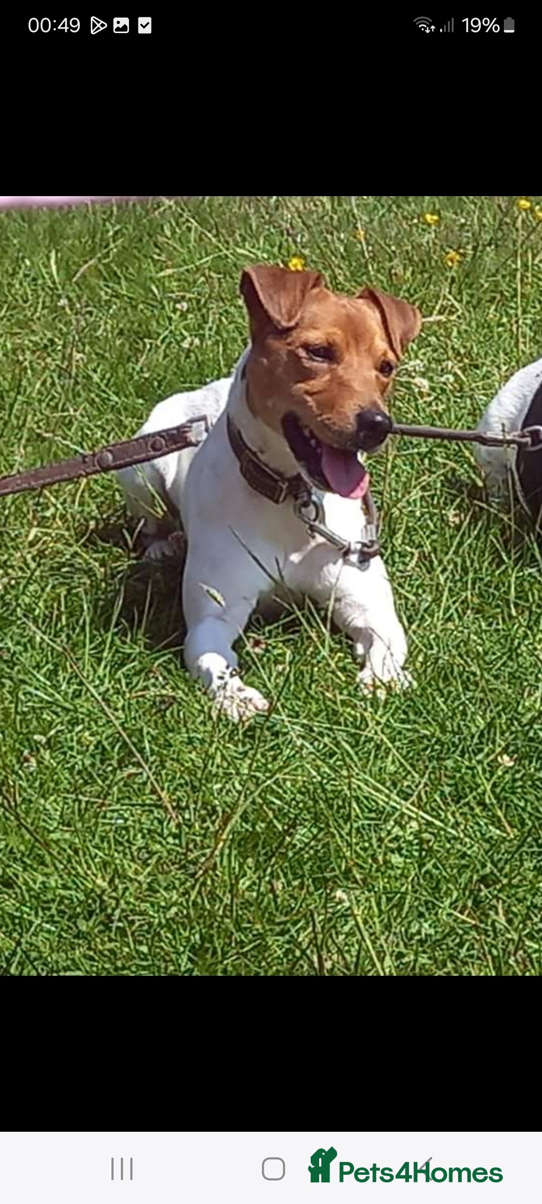 Jack Russell dogs for sale: Stunning true to type jackrussell  - Image 7