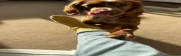 Cocker Spaniel dogs for stud: Working Cocker Spaniel at Stud (Proven) in Wolverhampton - Advert 8