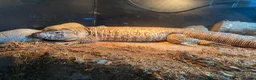 Lizard reptiles for sale: Red tegu in Benfleet - Advert 1