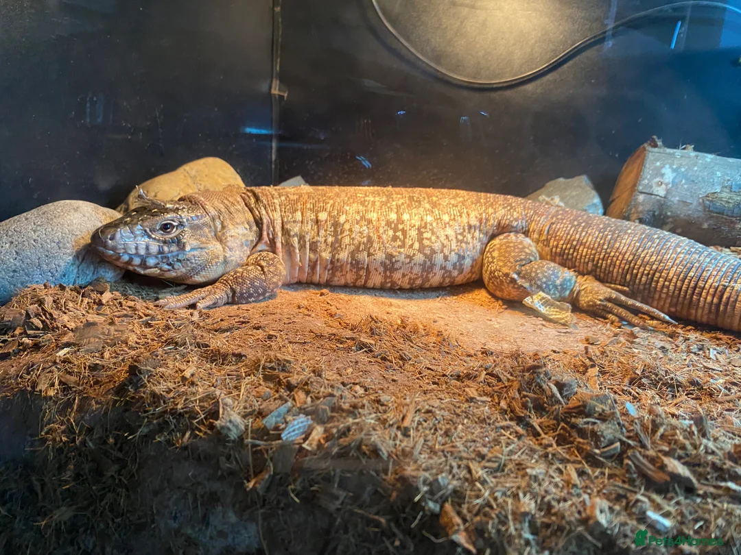 Lizard reptiles for sale: Red tegu in Benfleet - Advert 1