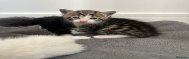 Tabby boy. 