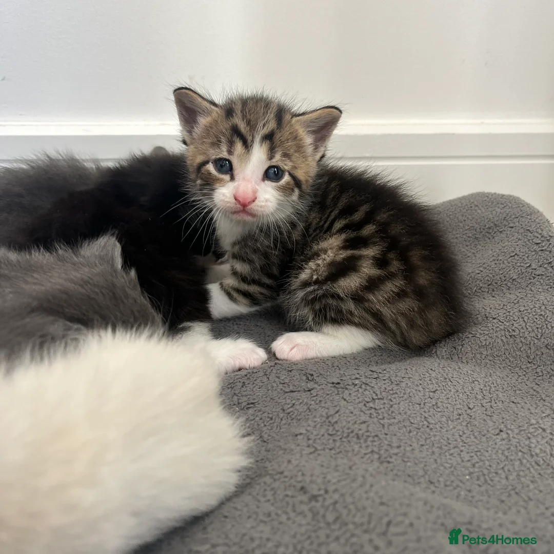 Maine Coon cats for sale: Gorgeous bundle of joy! in Milton Keynes - Advert 2