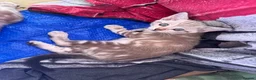 Bengal cats for sale: Rare Seal Lynx Silver Marble Bengal Kittens - Advert 11