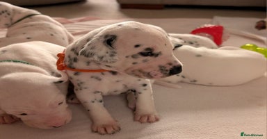 Dalmatian dogs - Advert 5