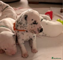 Dalmatian dogs - Advert 5