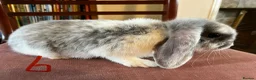 Mini Lop rabbits for sale: Lovely Mini Lop Babies - Advert 23