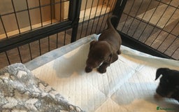 Miniature Dachshund dogs for sale: Miniature dachshund baby’s  - Image 22