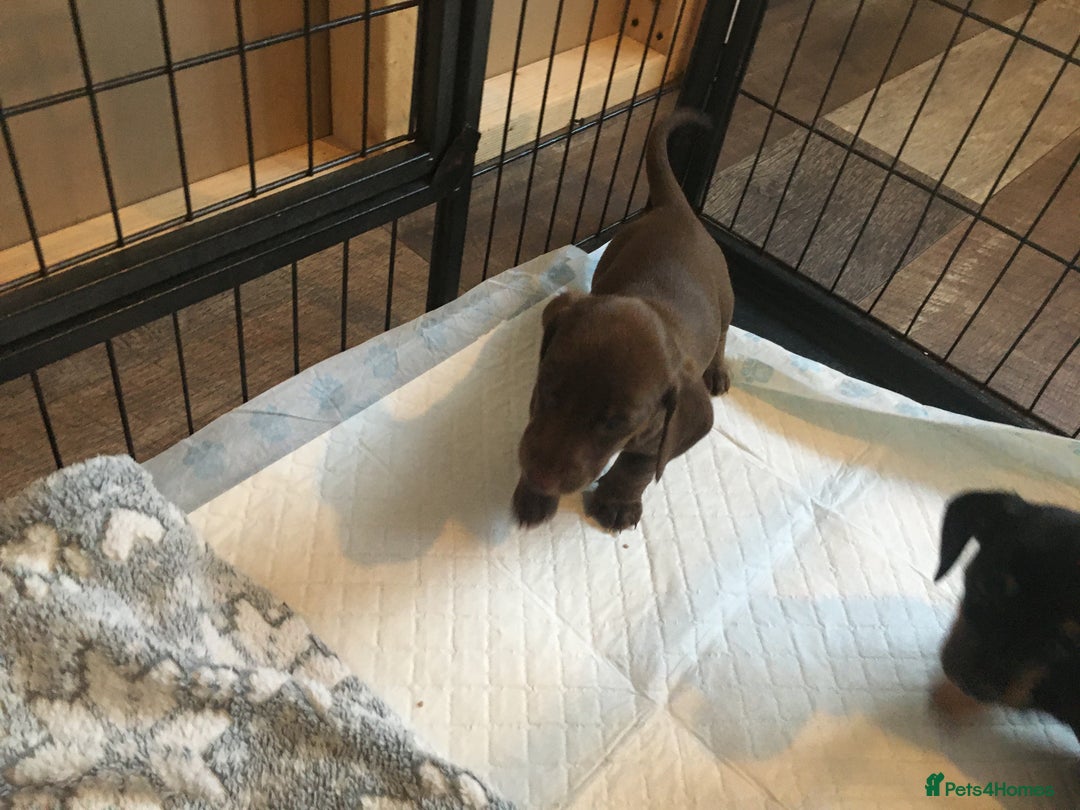 Miniature Dachshund dogs for sale: Miniature dachshund baby’s  - Image 22