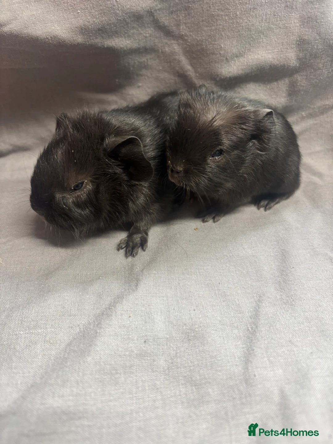 Guinea Pig rodents for sale: Girls ready now  - Advert 7