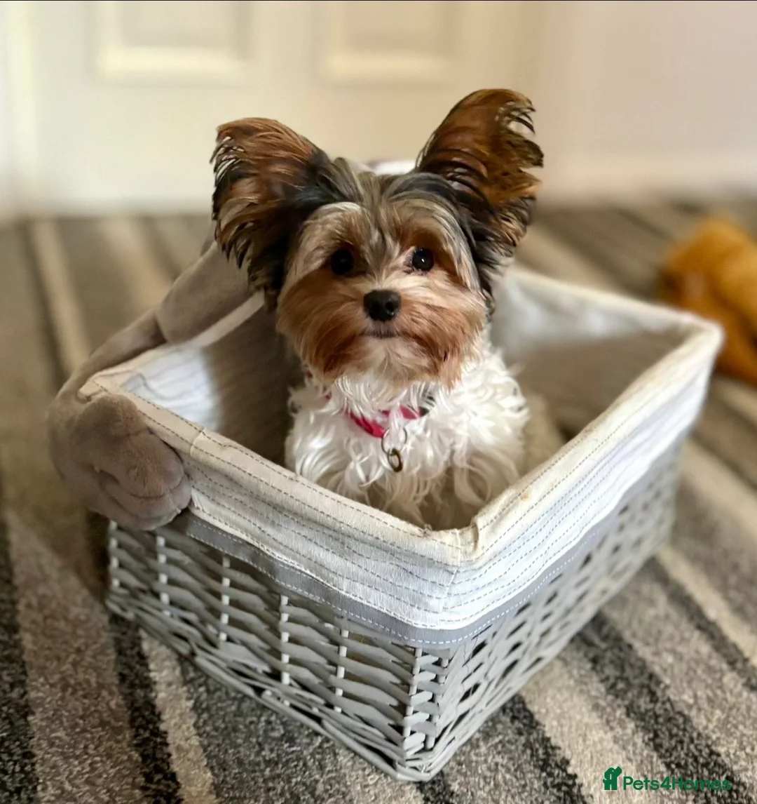 Biewer Terrier dogs for sale: Stunning Biewer Terrier Girl Needs Loving Home  - Advert 2