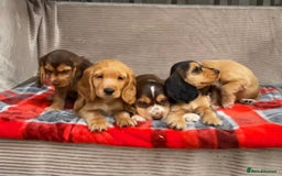 Cocker Spaniel dogs for sale: STUNNING COCKER SPANIEL PUPPIES  - Image 6