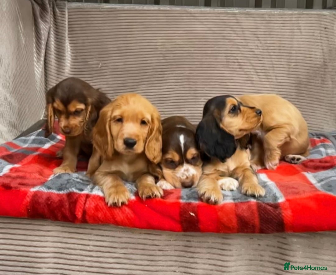Cocker Spaniel dogs for sale: STUNNING COCKER SPANIEL PUPPIES  - Image 6