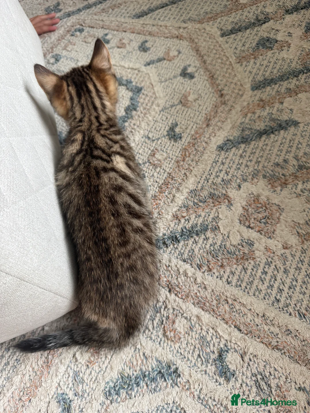 Bengal cats for sale: Bengal x  - Advert 19