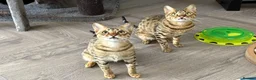 Savannah cats for sale: Stunning F5 Savannah Girl TigerLily - Advert 13