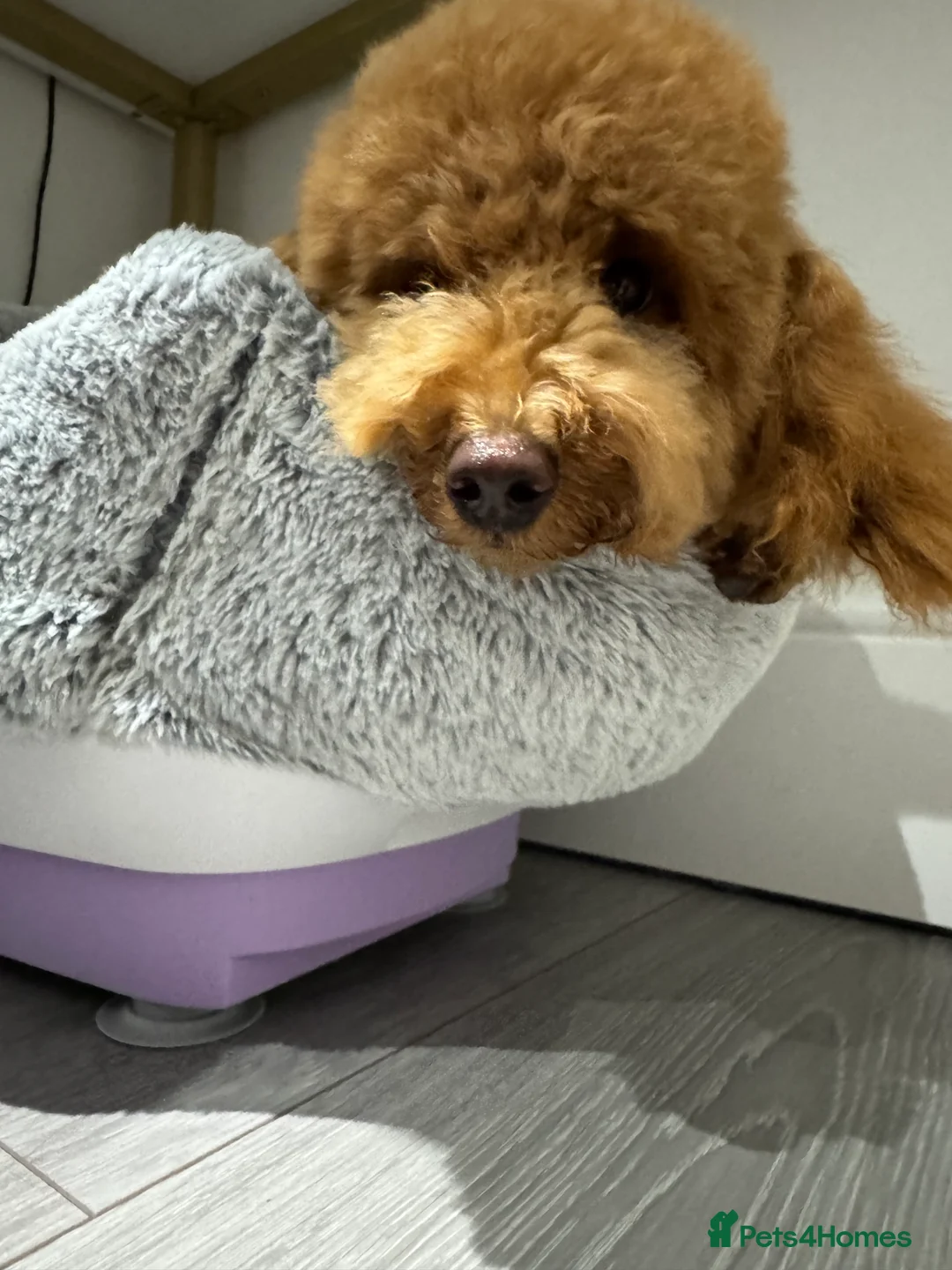 Toy Poodle dogs for sale: Toy Poodle for Sale – 7 Months Old - Advert 5