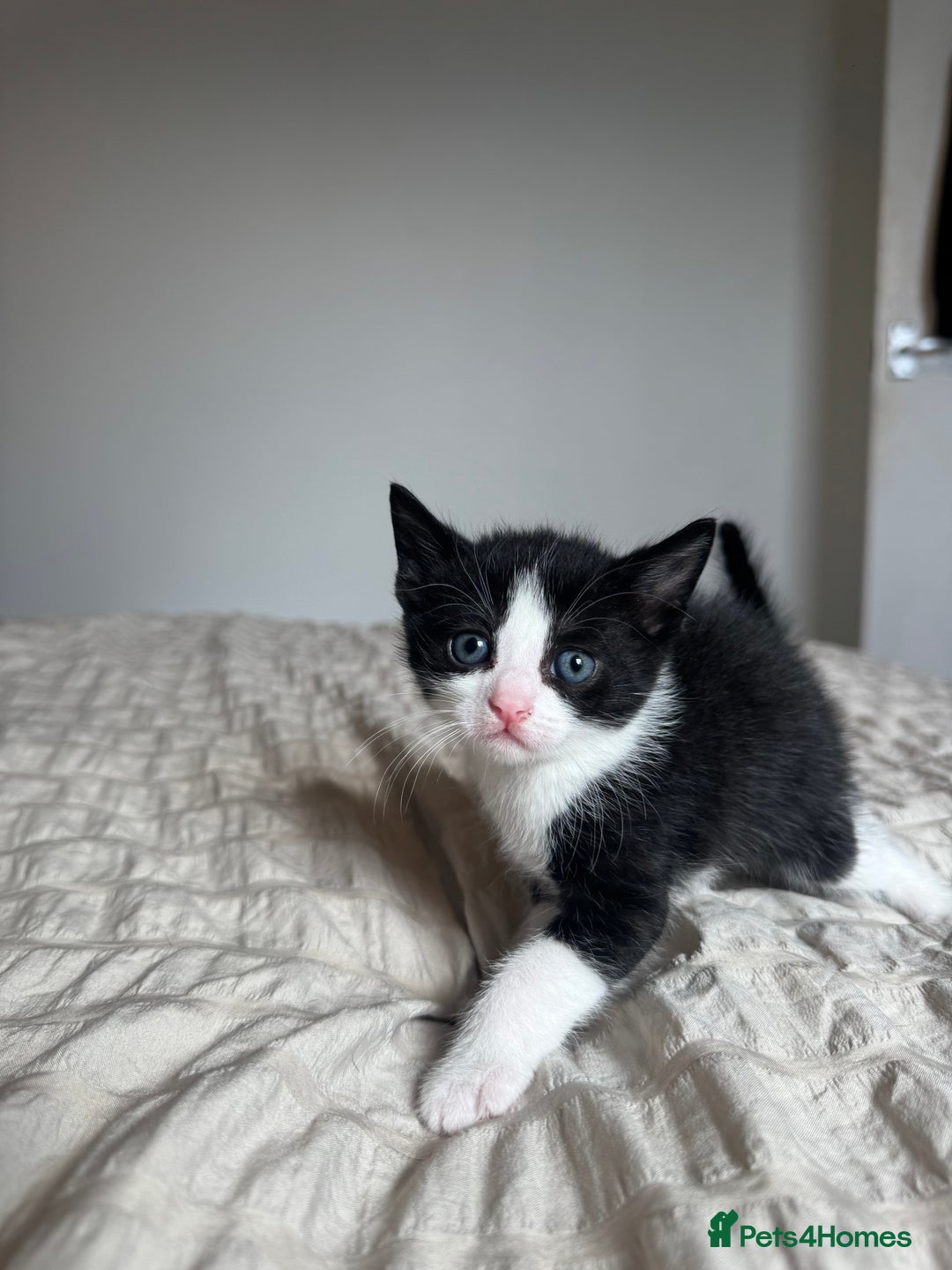 Mixed Breed cats for sale: 5 kittens for sale  - Image 4