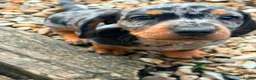Dachshund dogs for sale: Dachund dapple girl - Advert 6