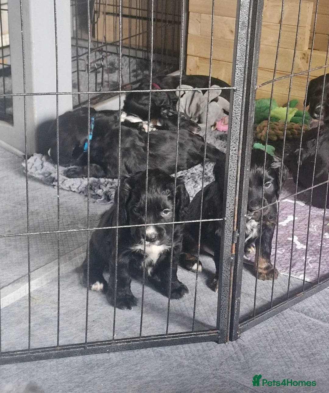 Mixed Breed dogs for sale: Cocker collie - Advert 4