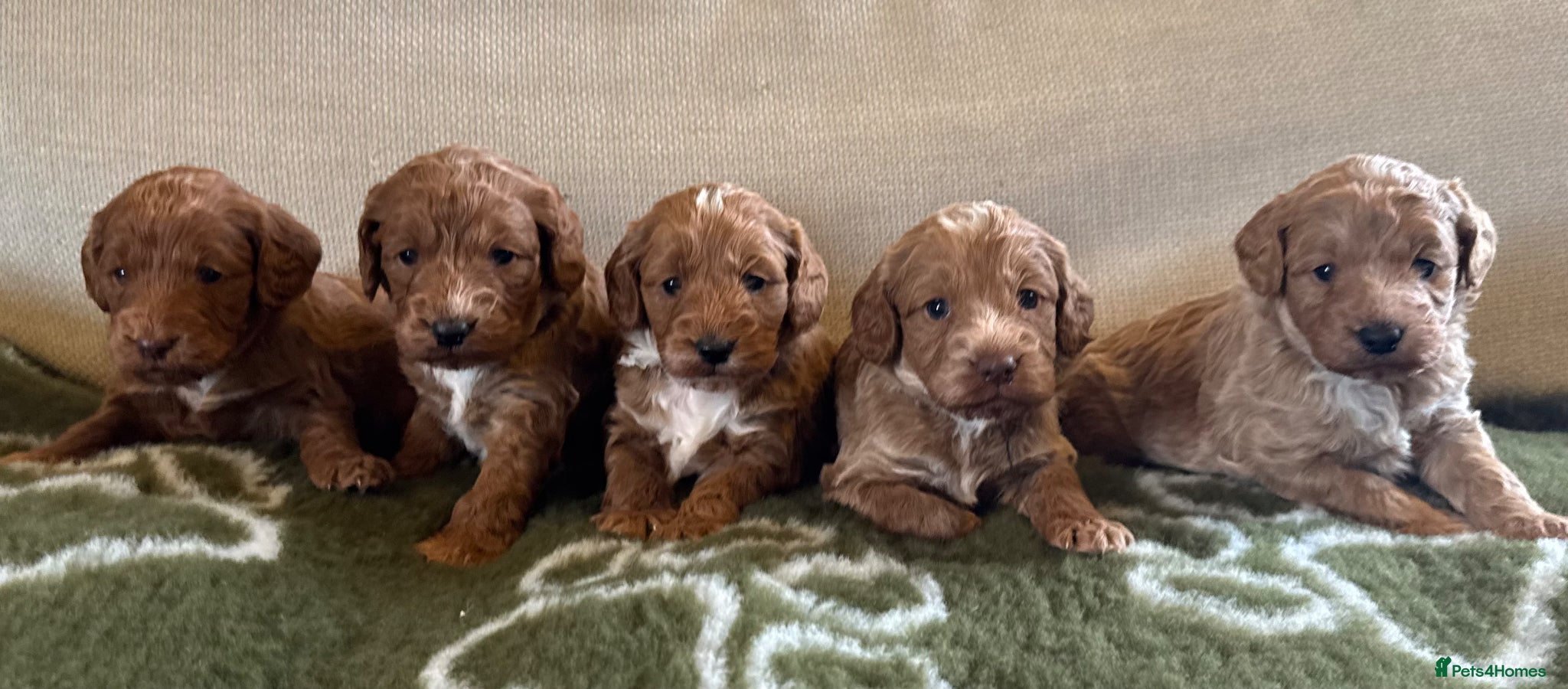 Cockapoo dogs for sale: Stunning Abstract F1 Cockapoos - Advert 1