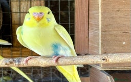 Budgerigars birds for sale: Baby Budgies for sale  - Image 1