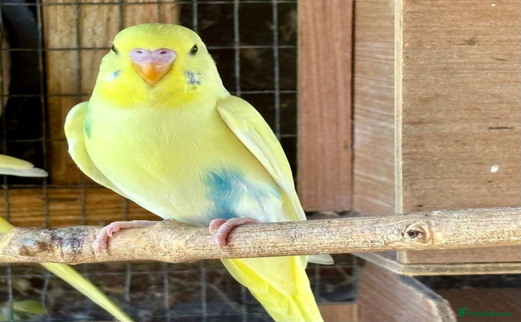 Budgerigars birds - Advert 3