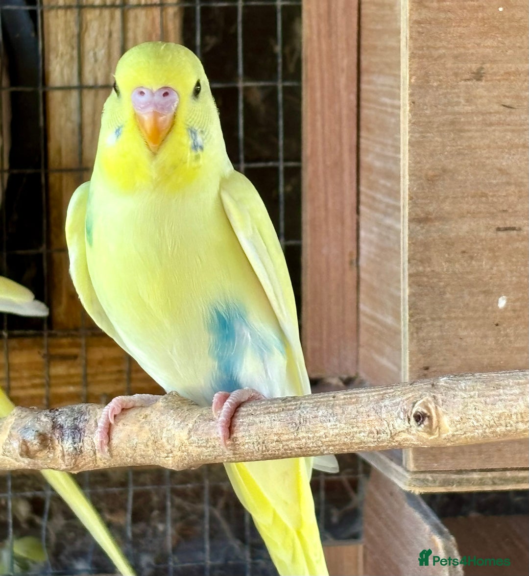 Budgerigars birds for sale: Baby Budgies for sale  - Image 1