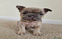 French Bulldog dogs for sale: Rosie litter  - Image 20