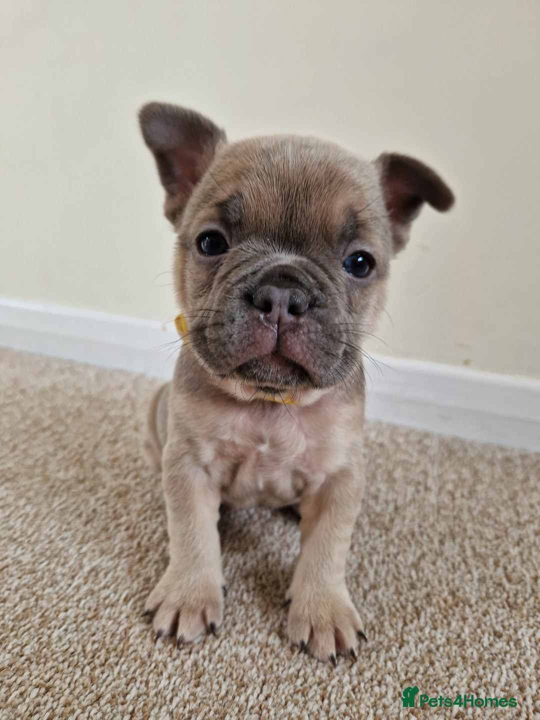 French Bulldog dogs for sale: Rosie litter  - Image 20